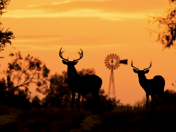Silhouettes of two deer stand against an orange sunset, with a windmill and trees in the background.