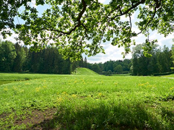 A lush green field under a clear sky, framed by tree branches and surrounded by trees.