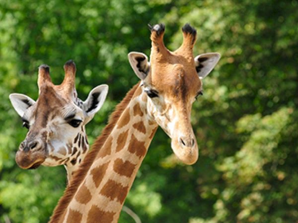 Two giraffes with patterned coats and long necks stand against a backdrop of lush green foliage.
