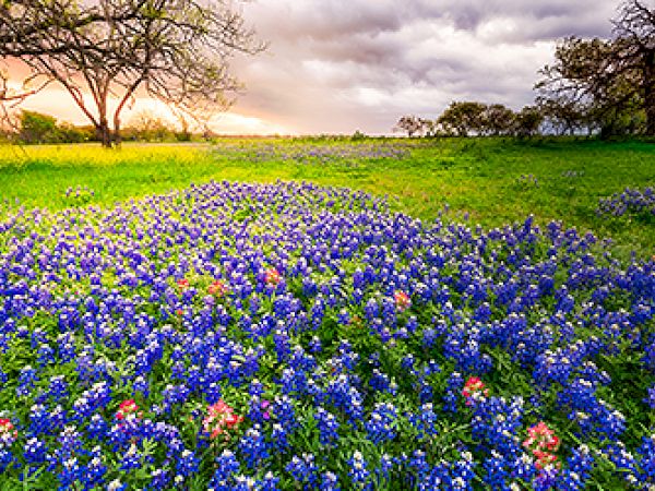 A field of vibrant bluebonnets and wildflowers under a dramatic sky, with trees scattered in the background and sunlight filtering through.