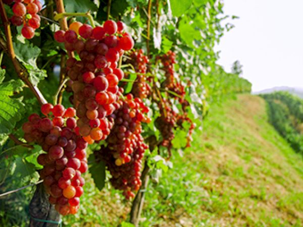The image shows ripe red grapes hanging on vines in a lush vineyard landscape under bright natural light.
