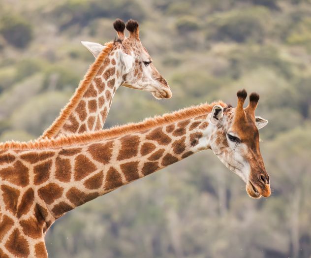 Two giraffes stand in profile against a blurred natural background, showcasing their distinctive spotted coats and long necks.