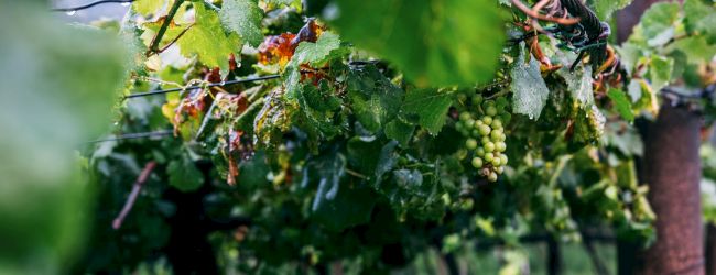 Grapevines with green leaves and clusters of grapes growing, supported by a trellis.